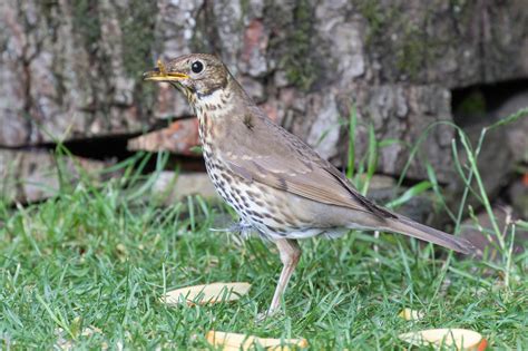 Up Close With The Song Thrush All Creatures Wildlife The Rspb