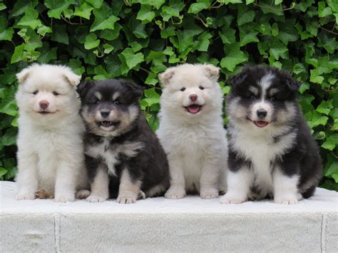 Finnish Lapphund Puppies Vasaran A Litter Cute Puppies Dogs And
