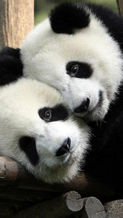 Pandas Moment Cute Animals Animals Wild Fluffy Animals