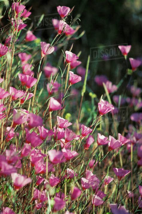 California Pink Wildflowers Stock Photo Dissolve