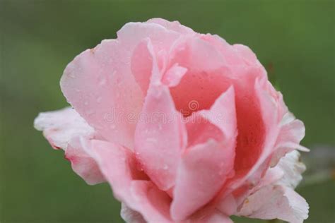 Beautiful Pink Rose In The Garden With Raindrops Stock Photo Image Of