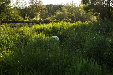What's the movie name of in the tall grass? In The Tall Grass Wallpapers - Wallpaper Cave