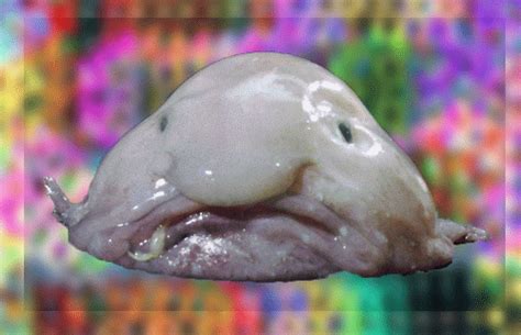Browse the user profile and get inspired. Blobfish gif 2 » GIF Images Download