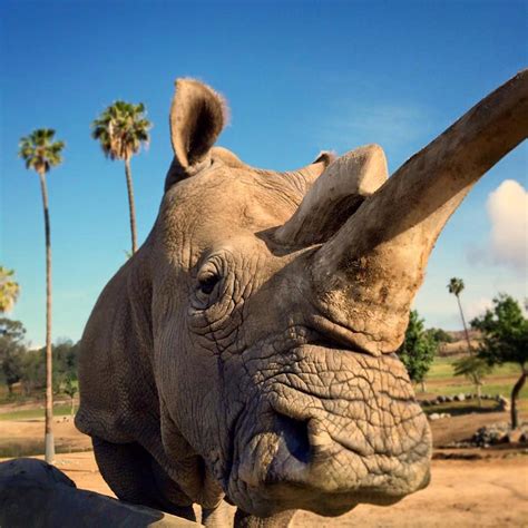 Goodbye Nola Only 3 Northern White Rhinos Remain In The World Live