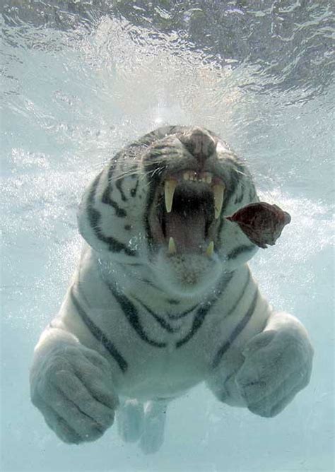 Amazing white tiger underwater!
