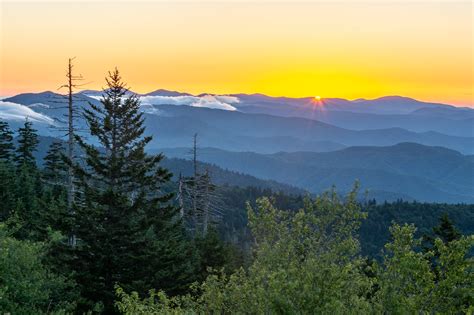 A Tree Falling Great Smoky Mountains National Park Clingmans Dome Sunrise
