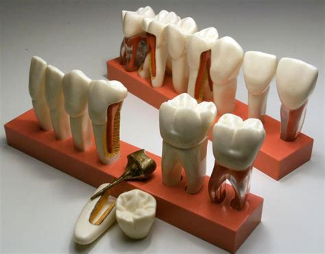 Teeth Model Gf Dental Dental Product Pearson Dental