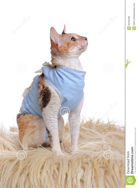 Spay and neuter surgeries are routine operations, but they're still surgeries. Cat Wearing Medical Pet Shirt After Surgery Stock Image ...