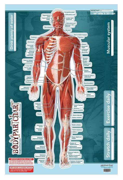 Muscular System Sticky Wall Chart Anterior Clinical Charts And Supplies