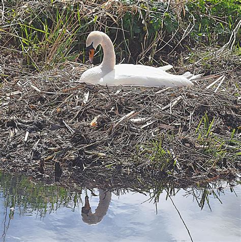 Mute Swan Nesting Photograph By John Hughes Fine Art America