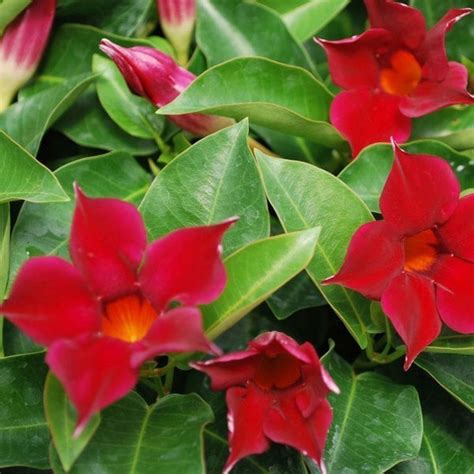 Red Mandevilla Vine Perfect Red Flowering Vine Plantingtree