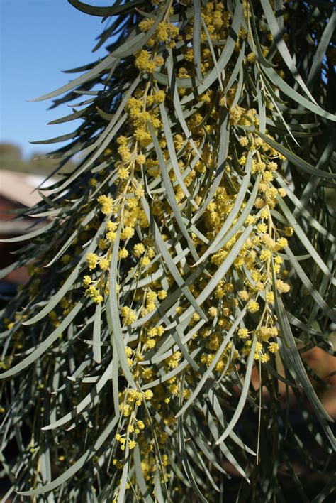216 free images of acacia tree. Weeping Myall | Grasslands