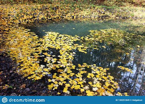 Pond With Yellow Leaves In Autumn Forest Stock Image Image Of Season