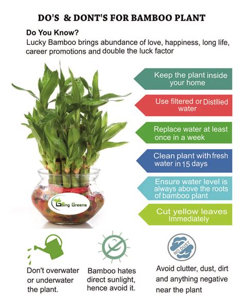 Do's & Dont's For Bamboo Plant | Bamboo plants, Lucky bamboo plants, Lucky bamboo care