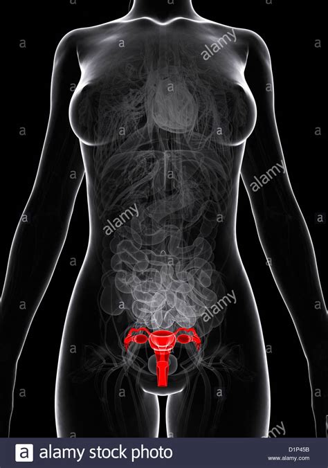 Female Reproductive System Artwork Stock Photo Alamy