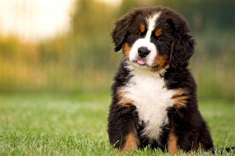 Are Bernese Mountain Dogs Good Dogs