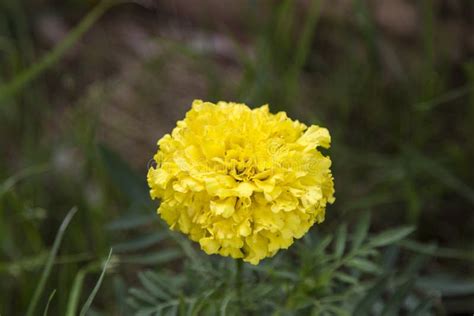 Flower Bright Yellow Wild Mountain Flower Stock Photo Image Of