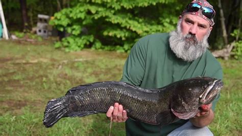 Record Northern Snakehead Youtube