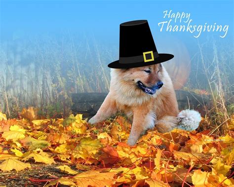 Free Funny Thanksgiving Wallpapers Wallpaper Cave