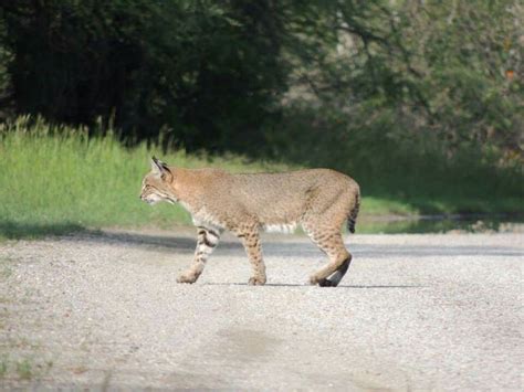 Wildcats In Texas Jaguarundi L Small Species Of Wildcat Our