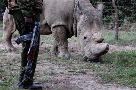 Rhino Poaching Solution From Biotech Startup Pembient Make Fake Horns