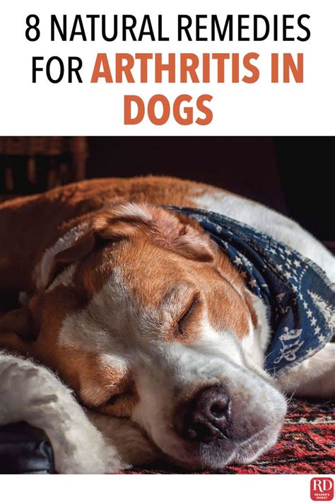 Arthritis Treatments For Dogs Hobi Akuarium