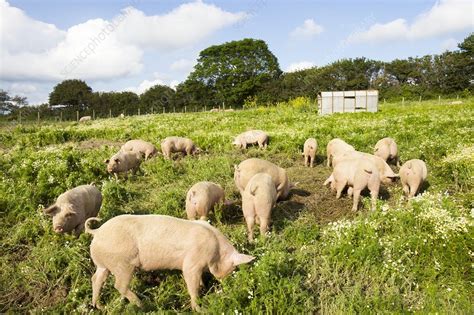 Organic Middle White Pigs Stock Image C0232019 Science Photo Library