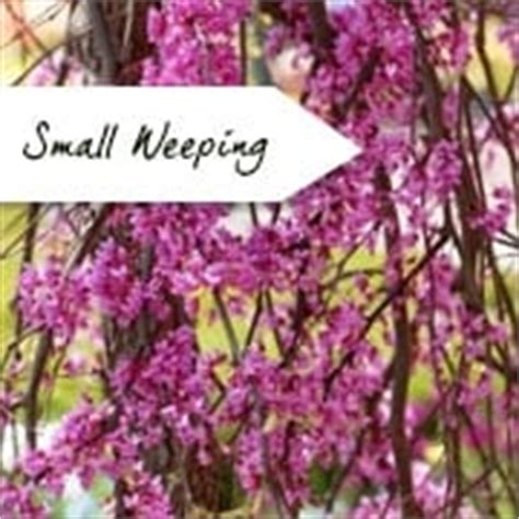 Ornamental flowering trees for small gardens. Small Garden Trees | Ornamental Trees For Small Gardens