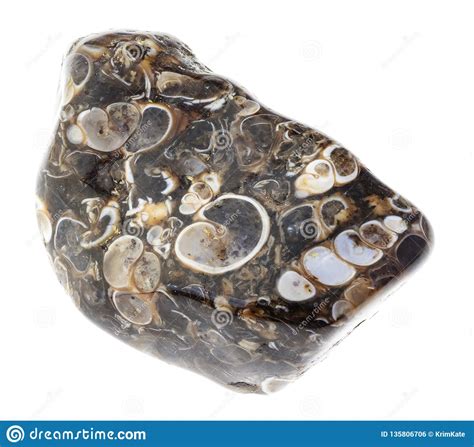 Tumbled Turritella Fossil Agate Stone On White Stock Photo Image Of