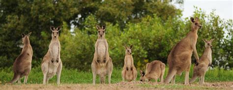 Kangaroo Population Skyrockets In Australia So Expert Says They Should Be Eaten New York
