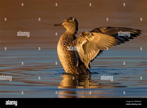 Green Winged Teal Anas Crecca Erected And Flapping Wings In Water