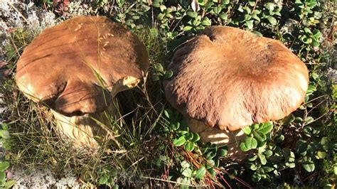 Mushroom Foraging Funghi Porcini King Bolete C Pe Cep Steinpilz
