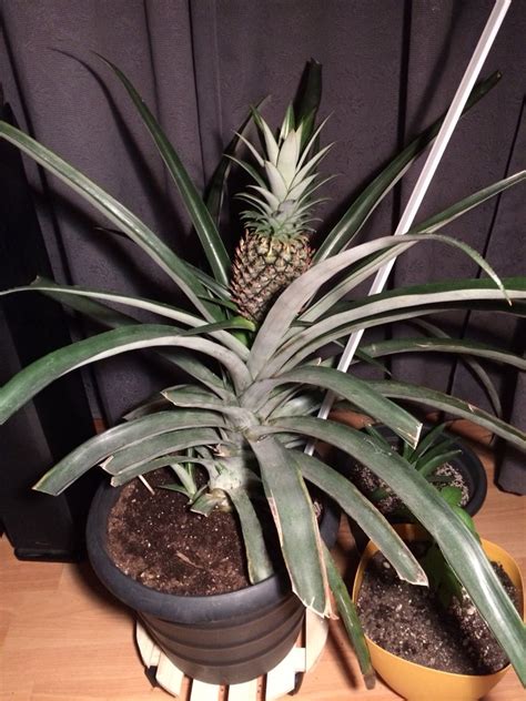 Pineapple Plant With Pineapple And Two Suckers Removed Two Large Pups