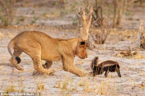 Plucky Honey Badger Takes On Pride Of Lions Each 15 Times His Size And Holds Them Off For 30