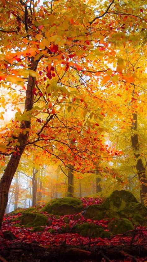 Wallpapers Hd Landscape Of Colorful Maple Trees In Forest