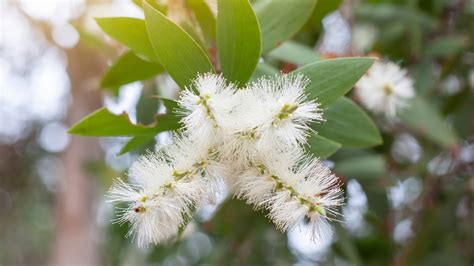 How To Grow And Care For A Melaleuca Tree
