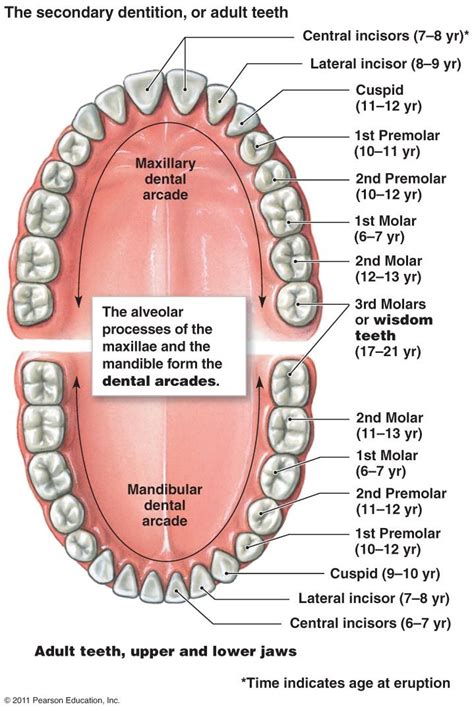 Digestive System Dental Anatomy Teeth Diagram Human Teeth