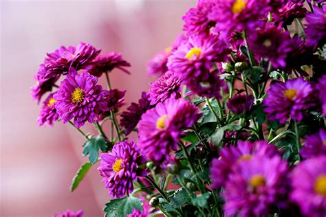 Chrysanthemums Bouquet Purple Free Photo On Pixabay Pixabay
