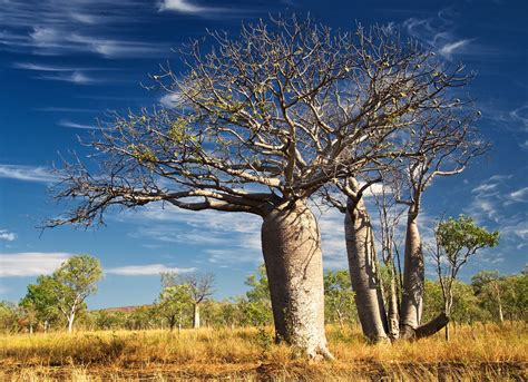 Boab Tree Tree Tall Perennials Trees To Plant