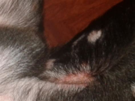 My Dog Skin Is Dry And He Has Patches Like Red Small Lumps On His Belly