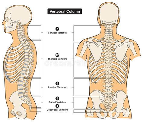 Colonna Vertebrale Dell Anatomia Del Corpo Umano Diagramma Infografico