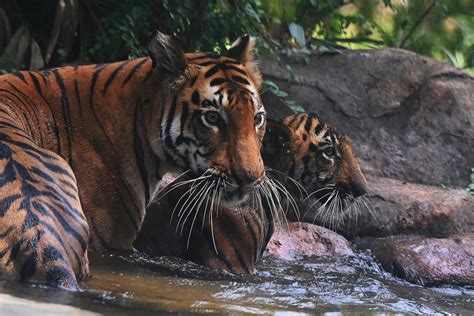 Wild Tiger Populations Grow In India And Bhutan Global Bangla Television