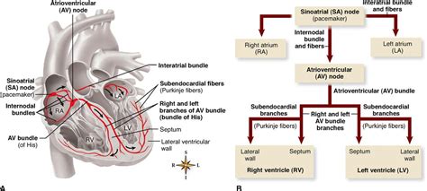 Physiology Of The Cardiovascular System Basicmedical Key