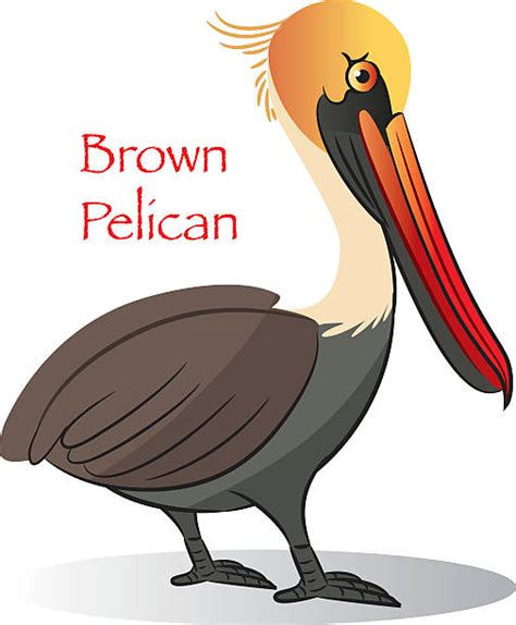 Brown Pelican Illustrations Royalty Free Vector Graphics