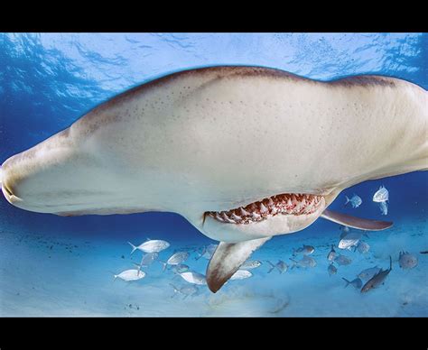 Would You Get This Close To A Hammerhead Shark Daily Star