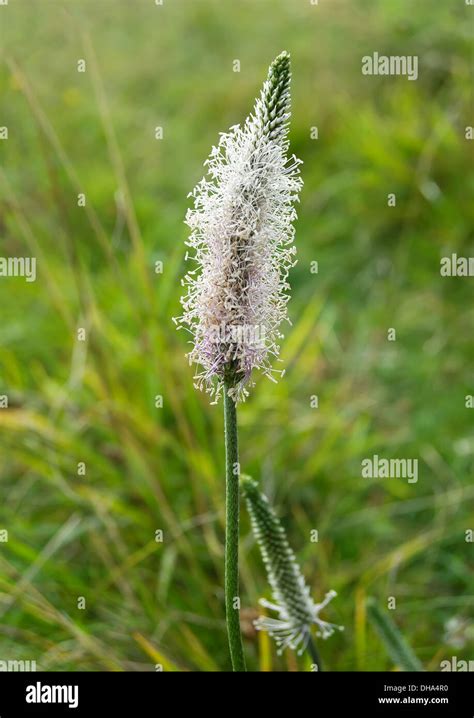Blossoming Hoary Plantain On The Background Of Green Grass Stock Photo