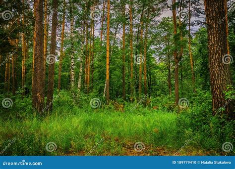 Coniferous Forest In Summer Day Stock Photo Image Of Summer White