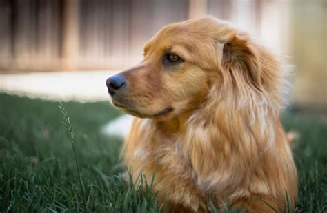 What Is The Golden Chow Dog Things You Need To Know