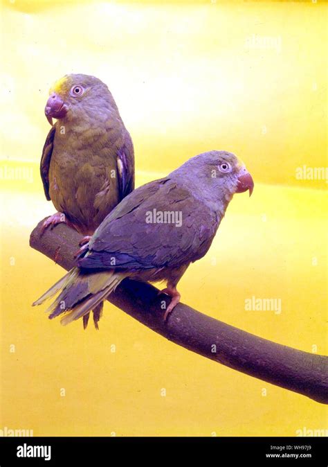 Tui Parakeets Hi Res Stock Photography And Images Alamy