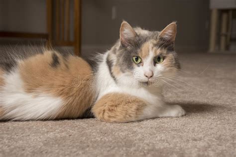 Muted Calico Cat Stock Photo Image Of Sitting Eyes 72218050